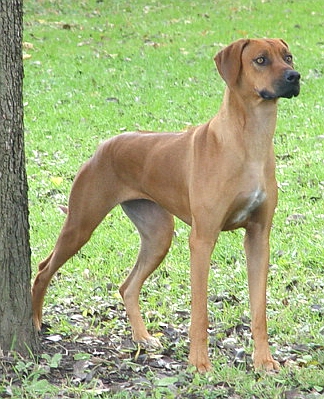 Misty is the dam of the upcoming litter of Rhodesian Ridgeback puppies