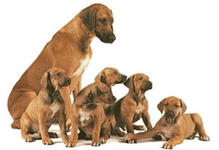 Mom and her litter of Rhodesian Ridgeback puppies