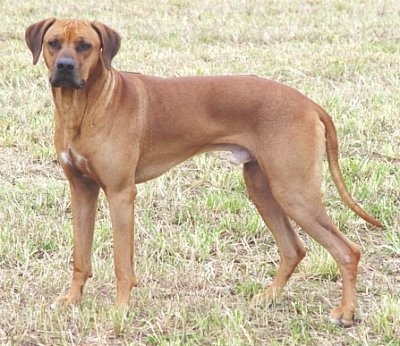 Rhodesian Ridgeback puppy Sire - Spencer